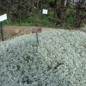 Cerastium tomentosum